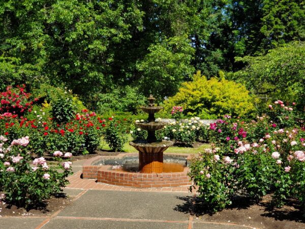 International Rose Test Garden, Portland Oregon