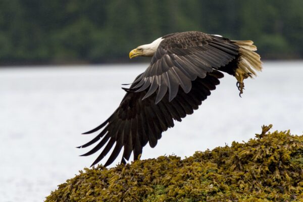 Eagle Flying over lake Set Book an Appointment / Contact Us Canada