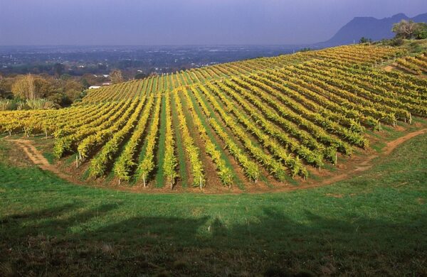 South Africa's Wine Region