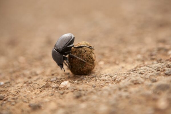 Kruger National Park Reserve Dung Beetle