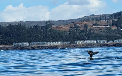 Whale Watching Along the Oregon Coast