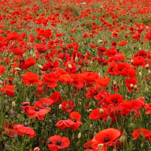 Poppy Fields