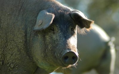 The Heart of Portugal: The Black Alentejano Pig